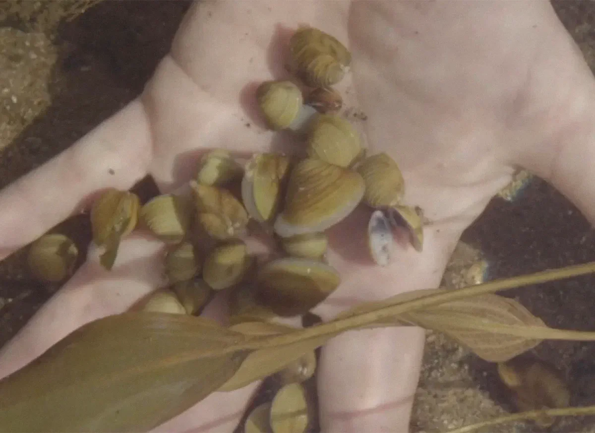 Des films en commun #32 | Séance de courts-métrages