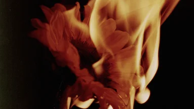 MAGMA #24 | Écrits sur du vent, Rose is a rose is a rose is a rose