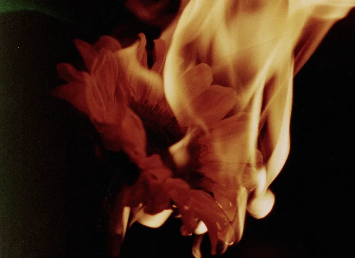 MAGMA #24 | Écrits sur du vent, Rose is a rose is a rose is a rose